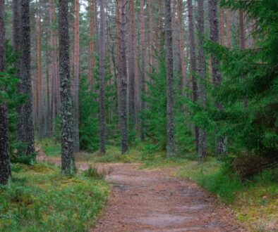 Planowanie trasy biegu górskiego – aplikacje i narzędzia